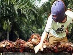 Diduga Curi Sawit, Warga Sungai Bengkal Dilaporkan