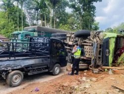 Dump Truk Batu Bara Terguling di Sijunjung