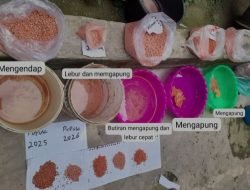 Petani Kumun Debai Pertanyakan Kualitas Pupuk Subsidi, Dinas Terkait Masih Bungkam