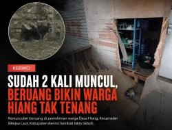 Sudah 2 kali Muncul, Beruang Bikin Warga Hiang Tak Tenang