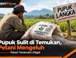 Pupuk Sulit di Temukan, Petani Mengeluh Panen Terancam Gagal
